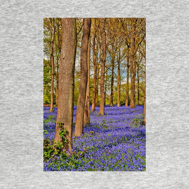 Bluebell Woods Greys Court Oxfordshire England UK by AndyEvansPhotos